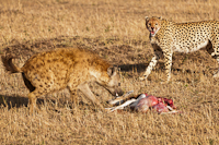 Cheetah, Jackal, Hyena kill situation